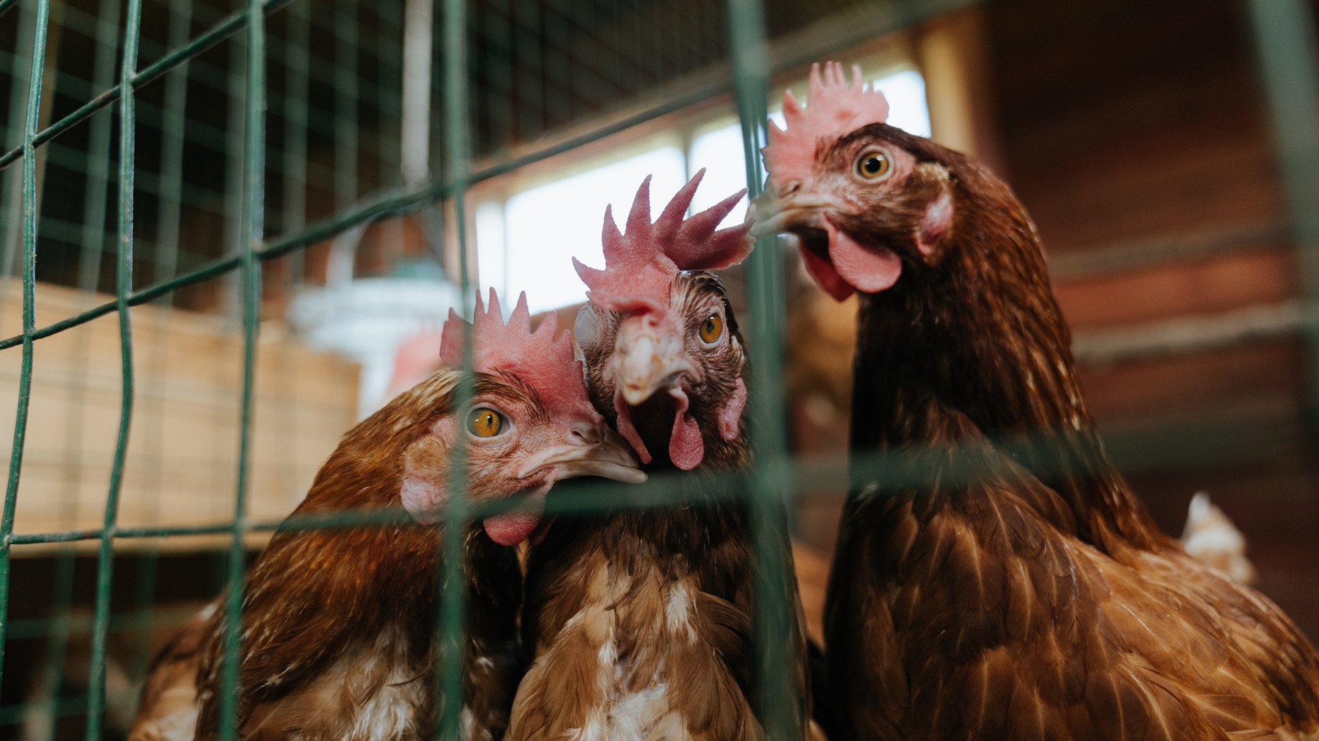 跨越半个地球的救赎,久保建英一球击碎质疑,拉齐奥险胜阿根廷背后的亚洲风暴