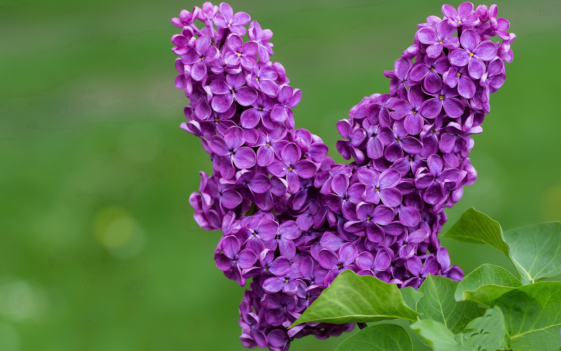 极速飞驰与钢铁洪流,当F1街道赛遭遇尼克斯的横扫风暴